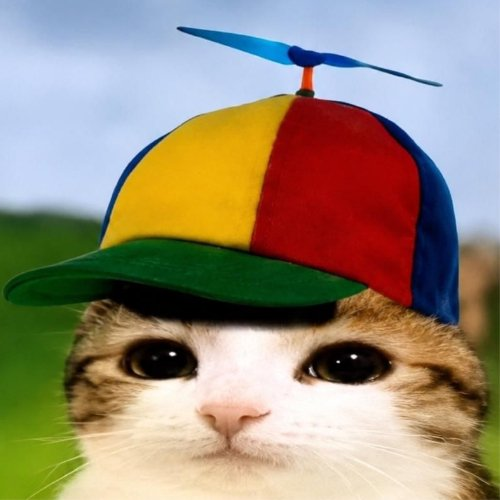 Propeller Cat